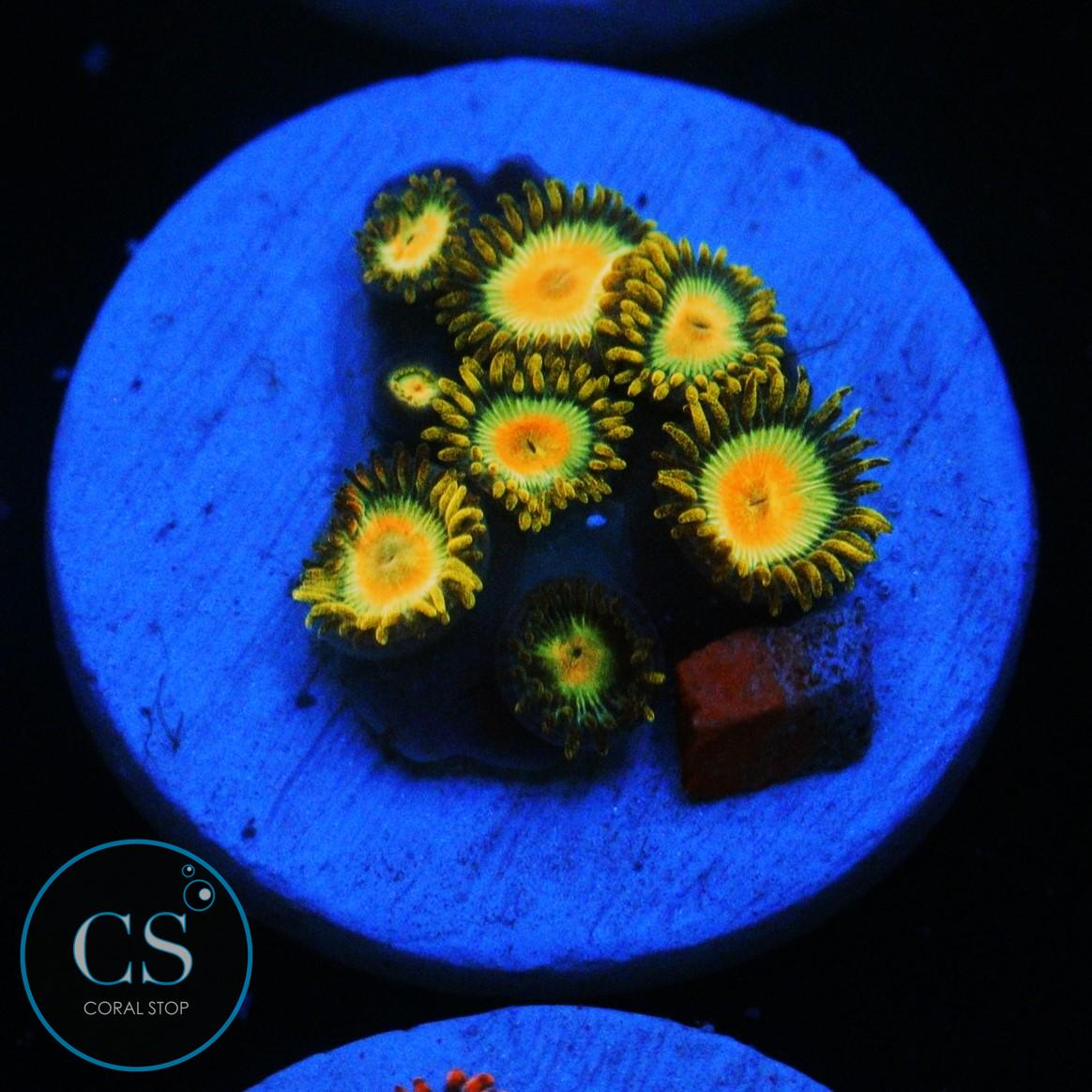 RASTA ZOA