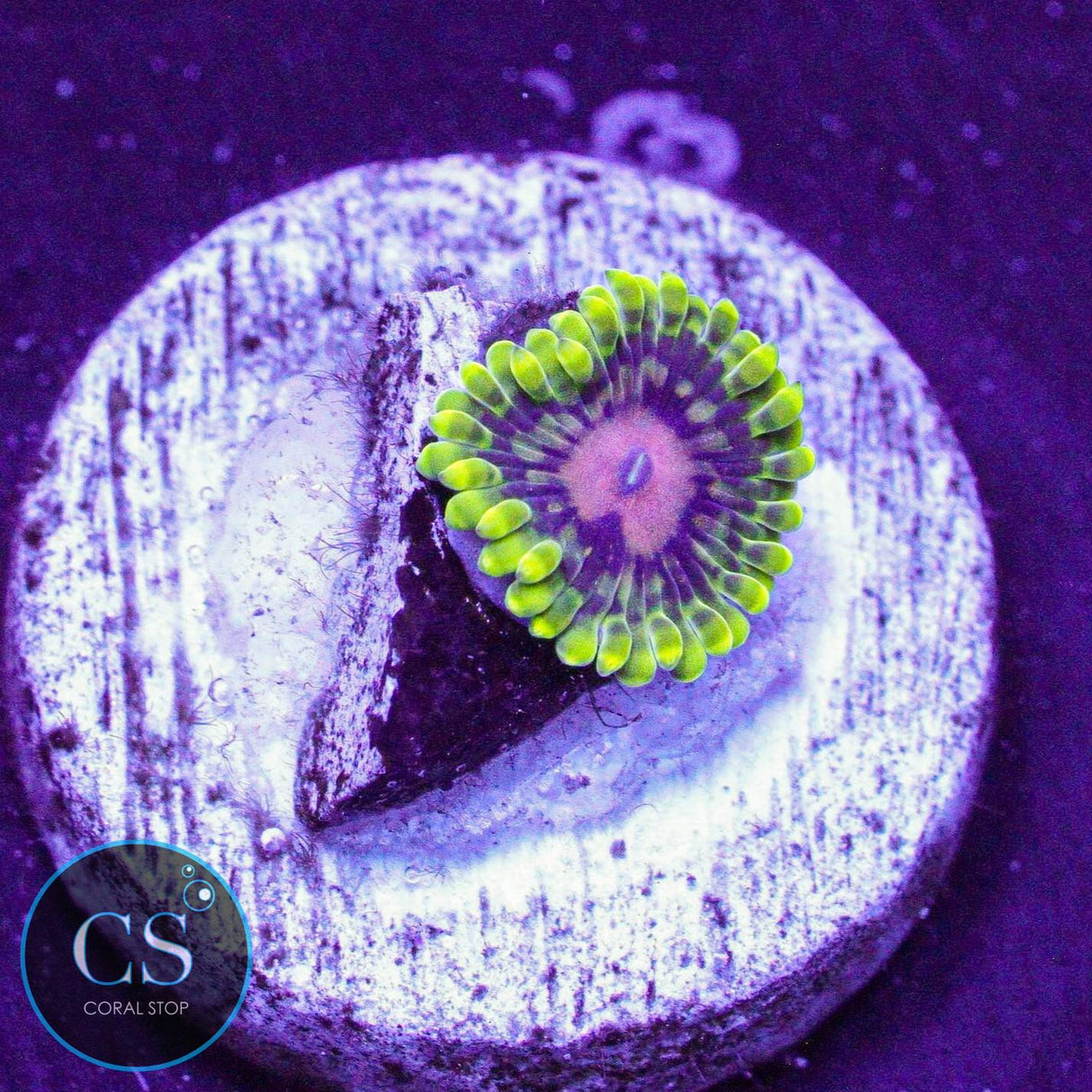 CC Scarlet Fever Zoa