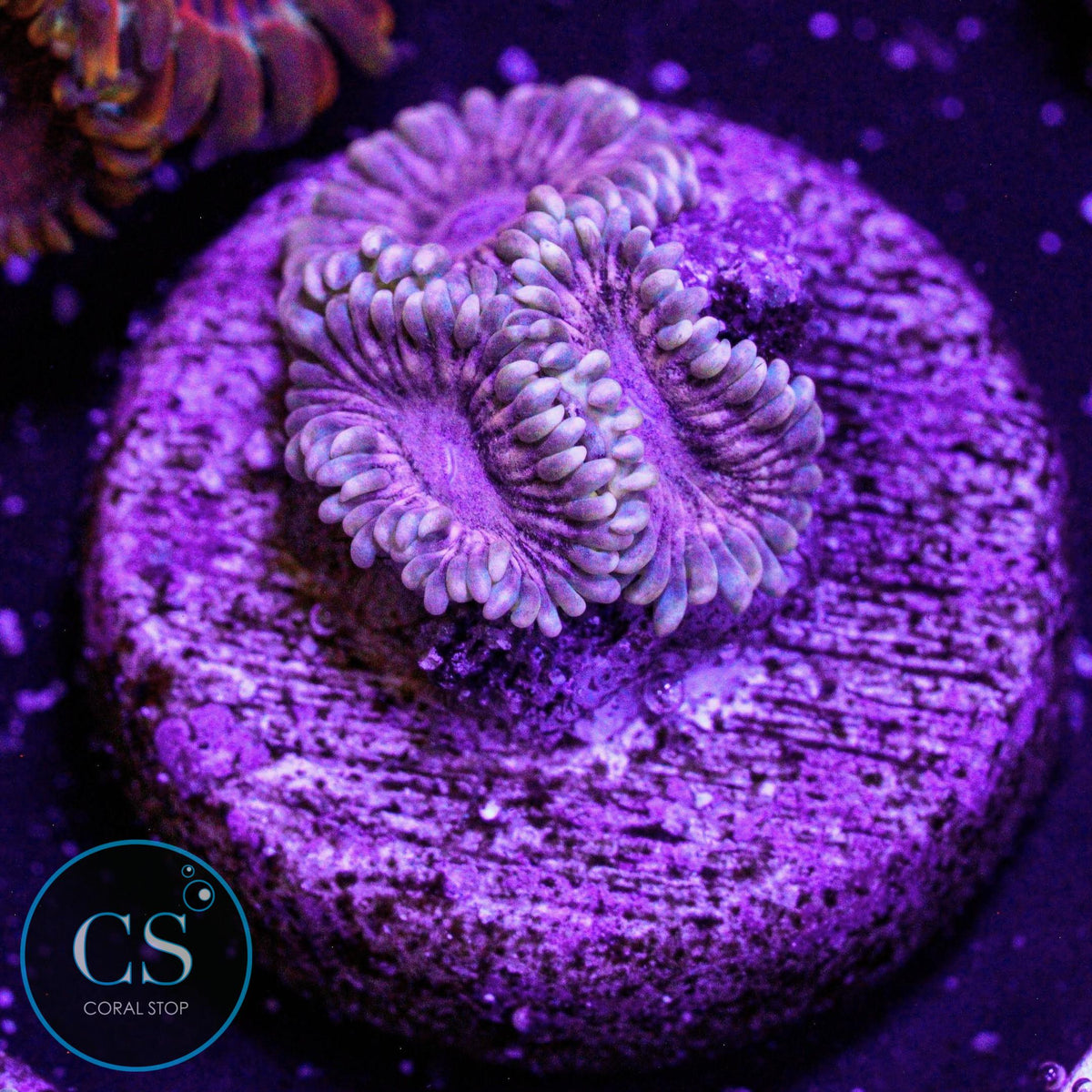 Guano Zoa