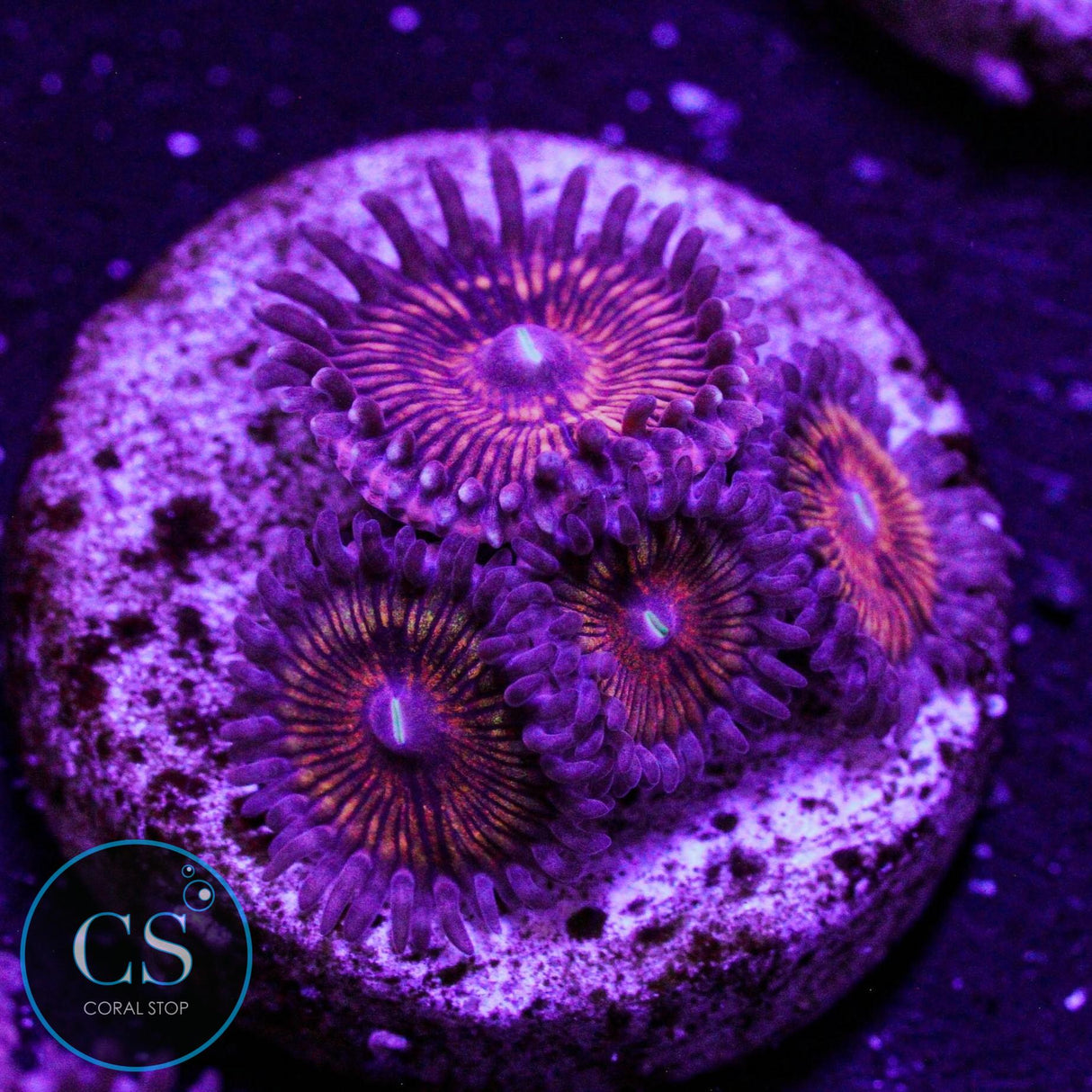 CS Creepy Crawler Zoa