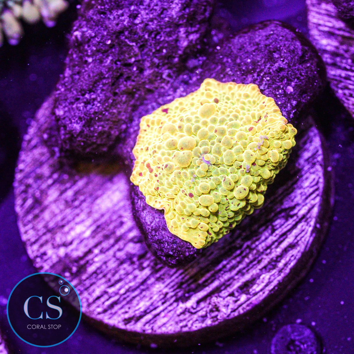 Super Yellow Eclectus Jawbreaker Mushroom