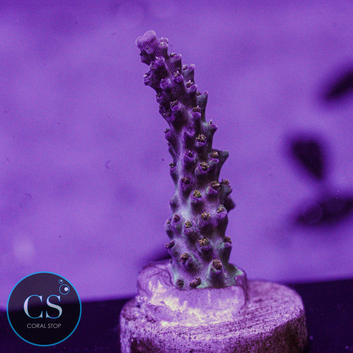 CS Raspberry Shortcake Acro