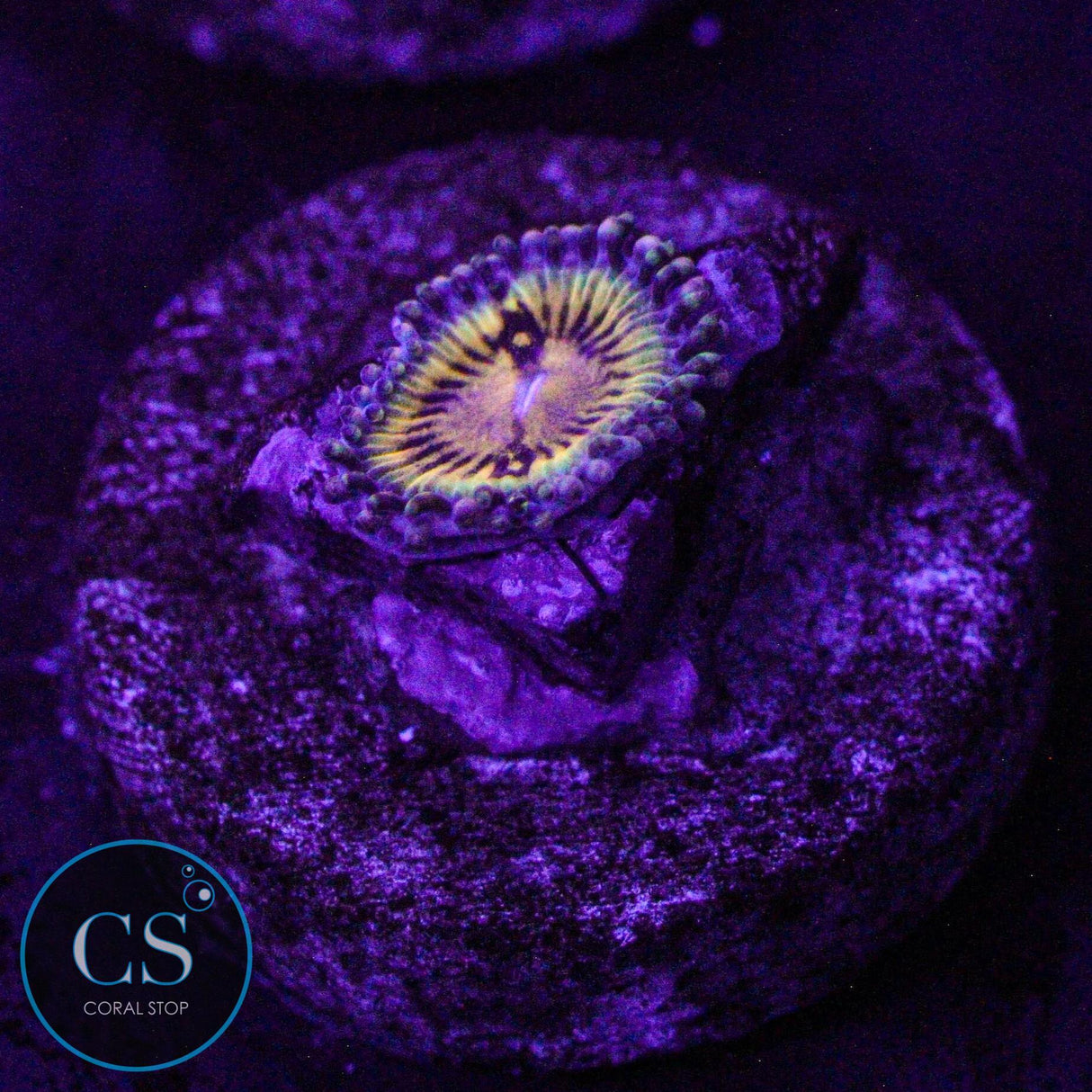 Butt Muncher Zoa