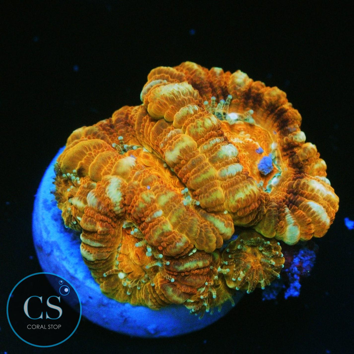 MAGMA CHAMBER ASIAN ACAN