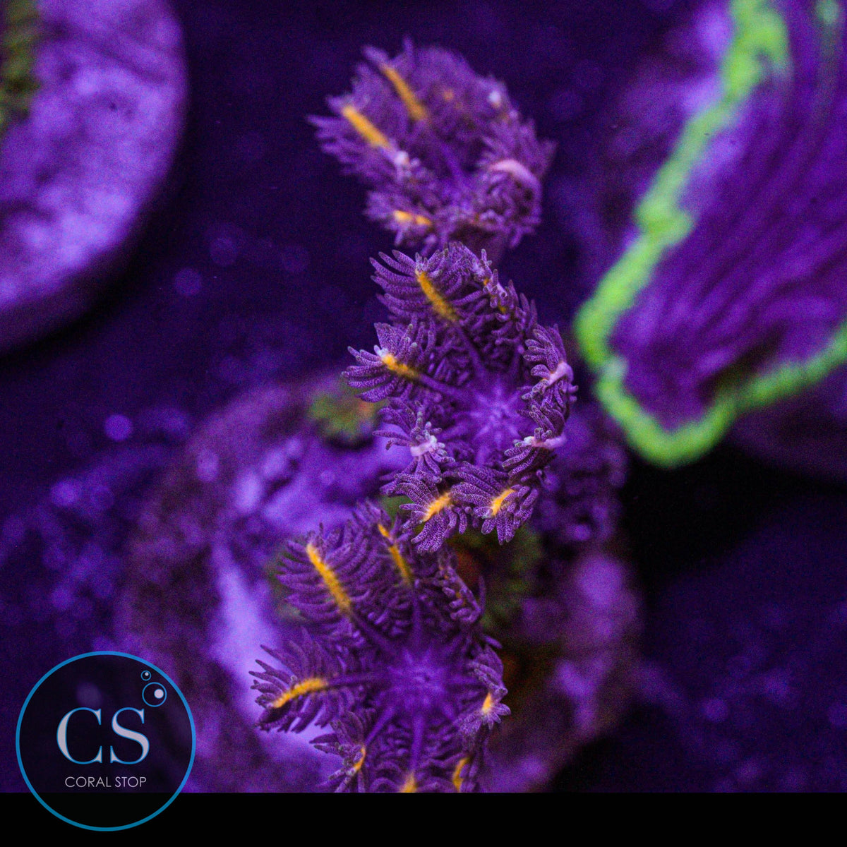 Golden Clove Polyps Marvin The Martian Zoa Combo