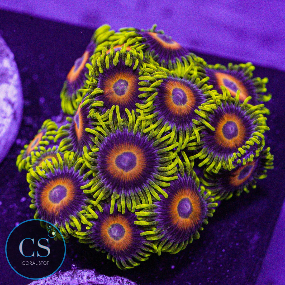 Lazy Lashes Zoa