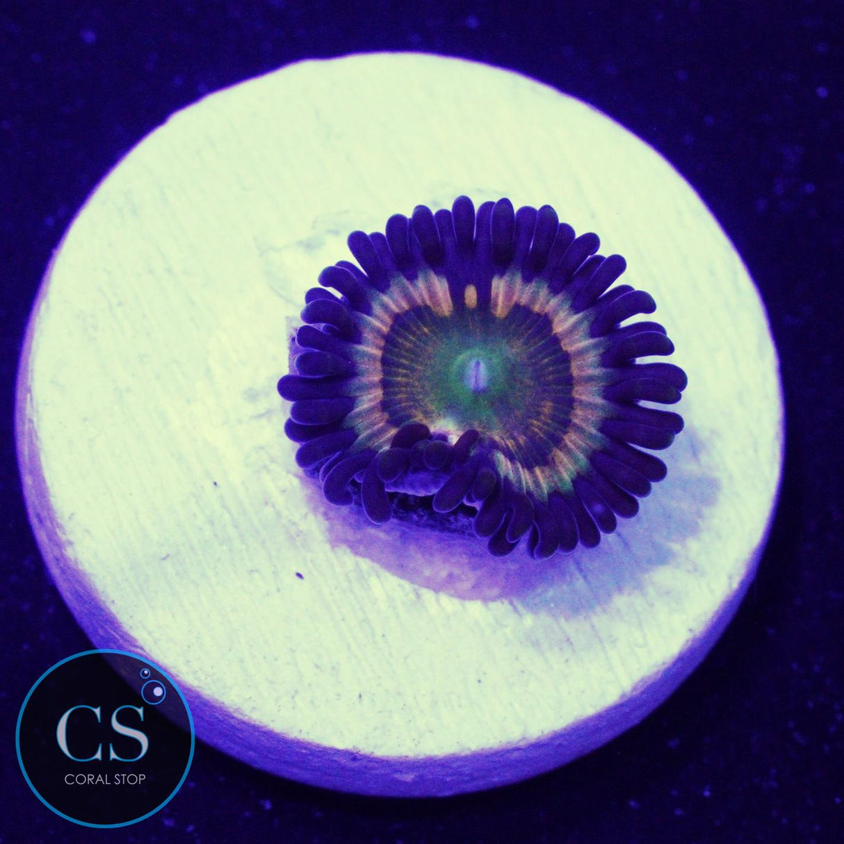 Citrus Cooler Zoa