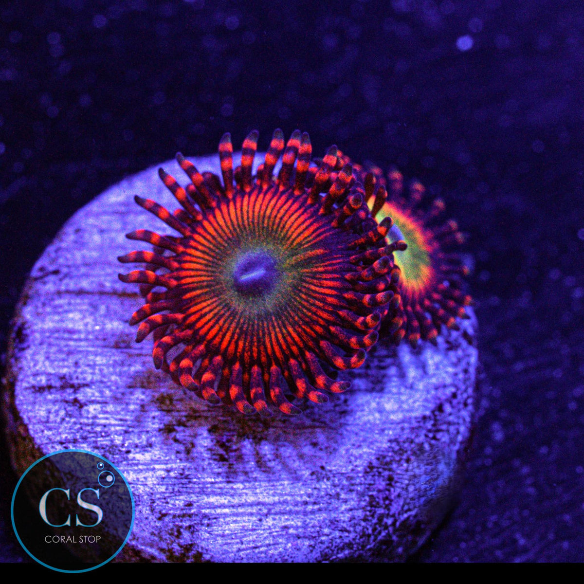 Candy Apple Orange Zoa
