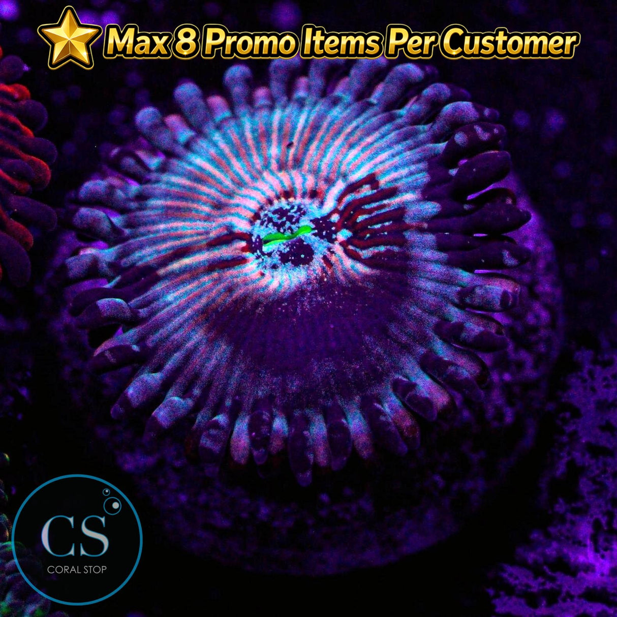 CB White Zombies Zoa