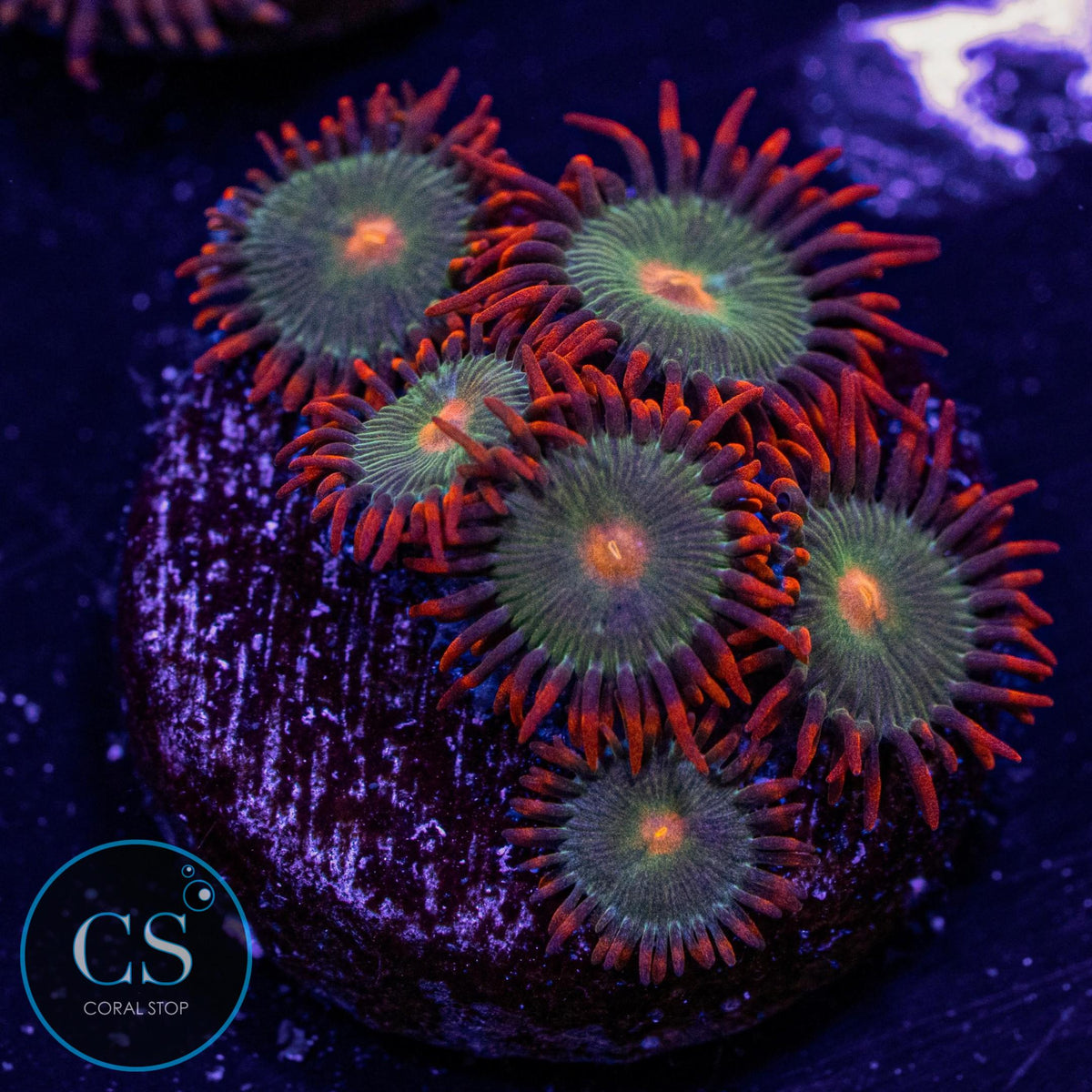 Gatorade Zoa