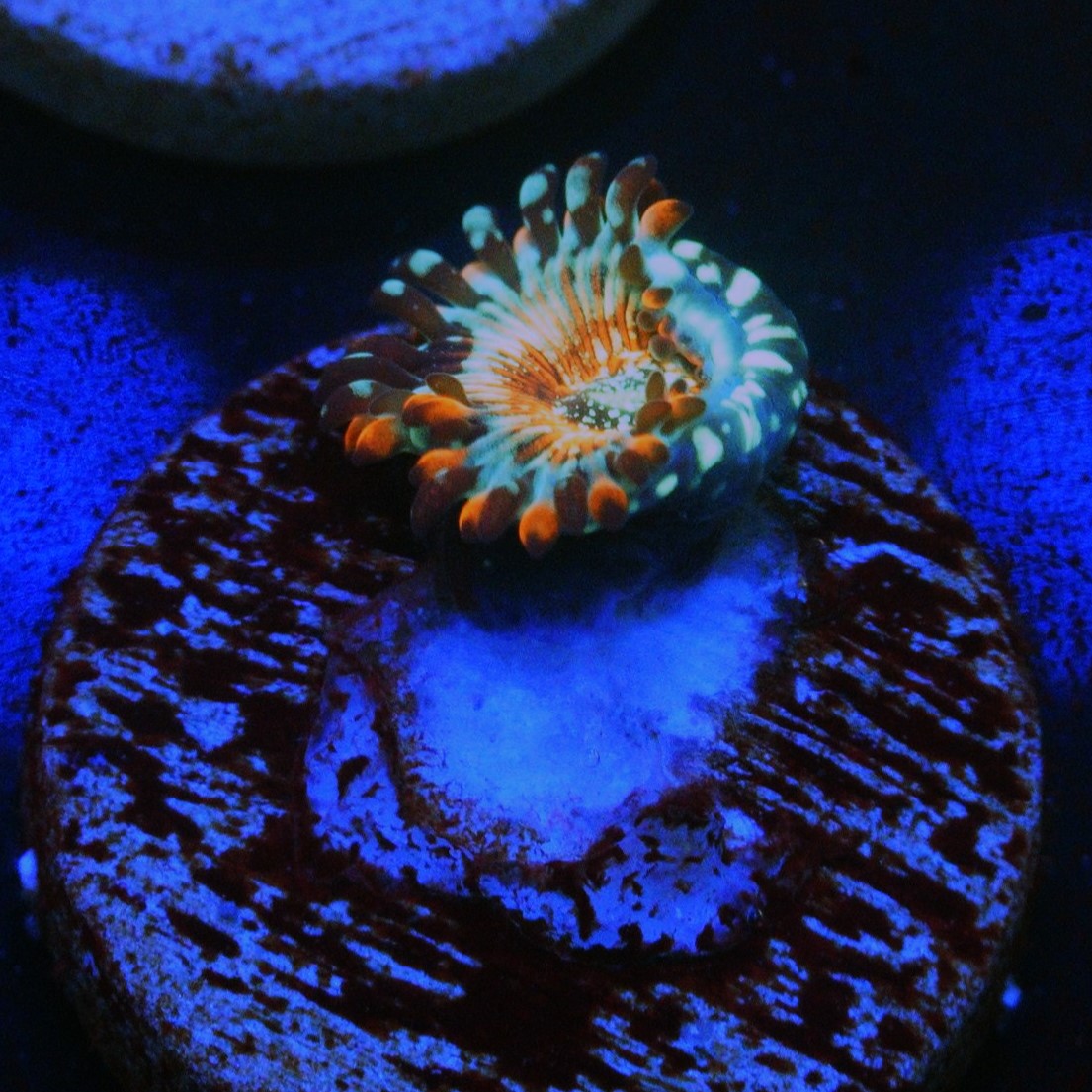 CB WHITE ZOMBIES ZOA