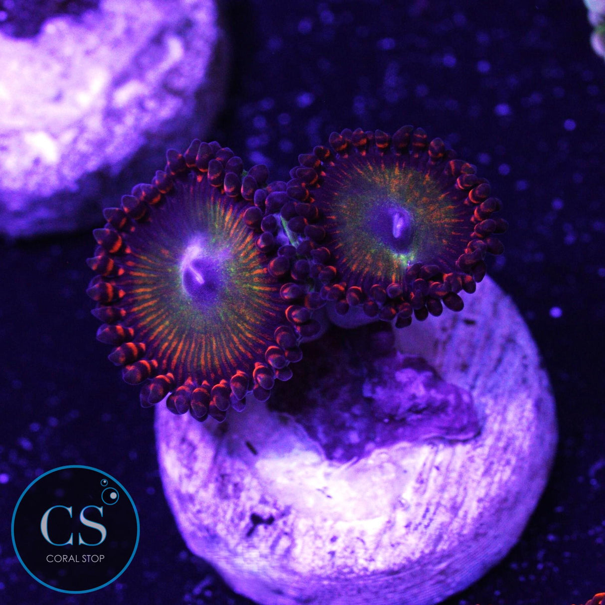 Candy Apple Orange Zoa