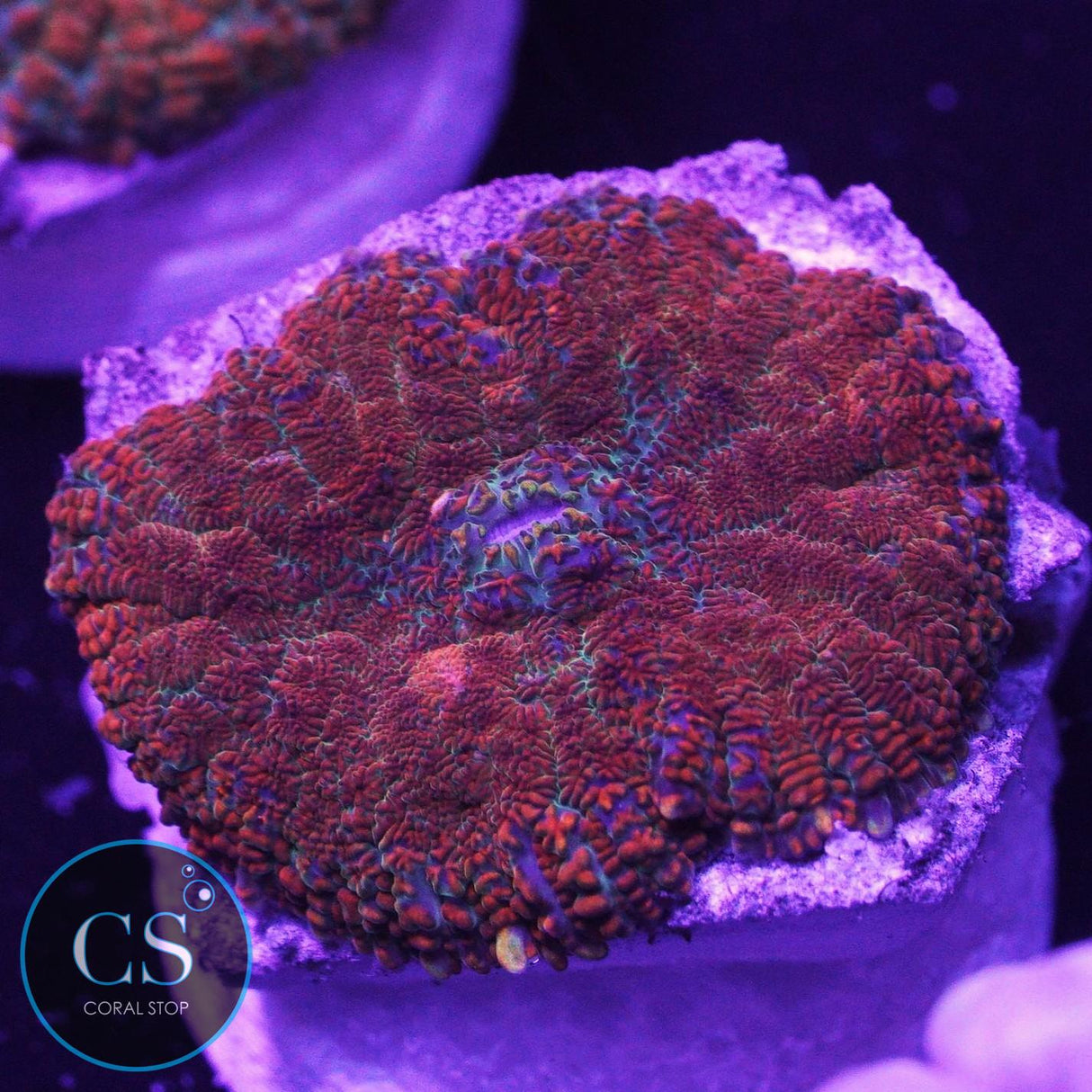 Super Fire And Ice Mushroom