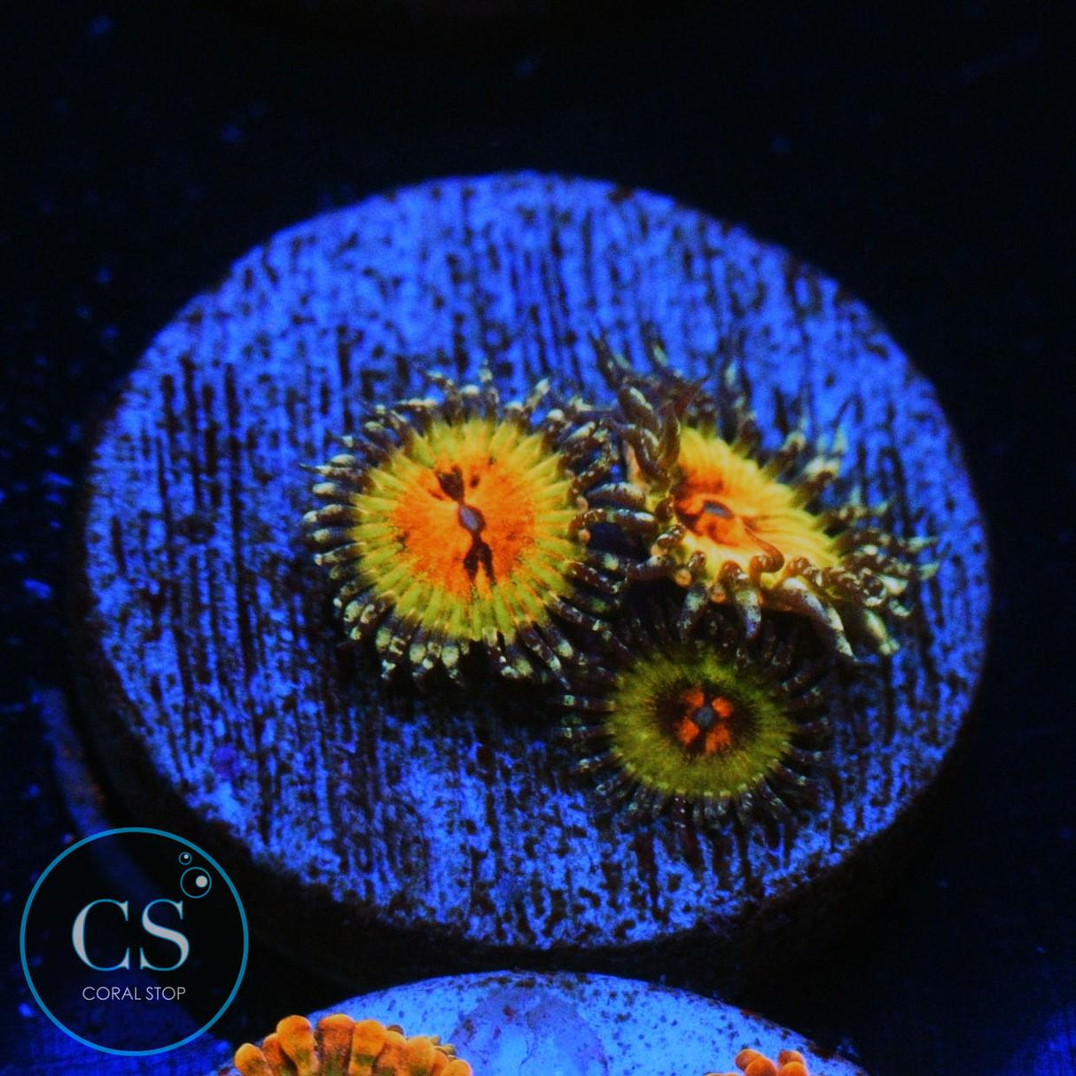 BOWTIE BLASTER ZOA