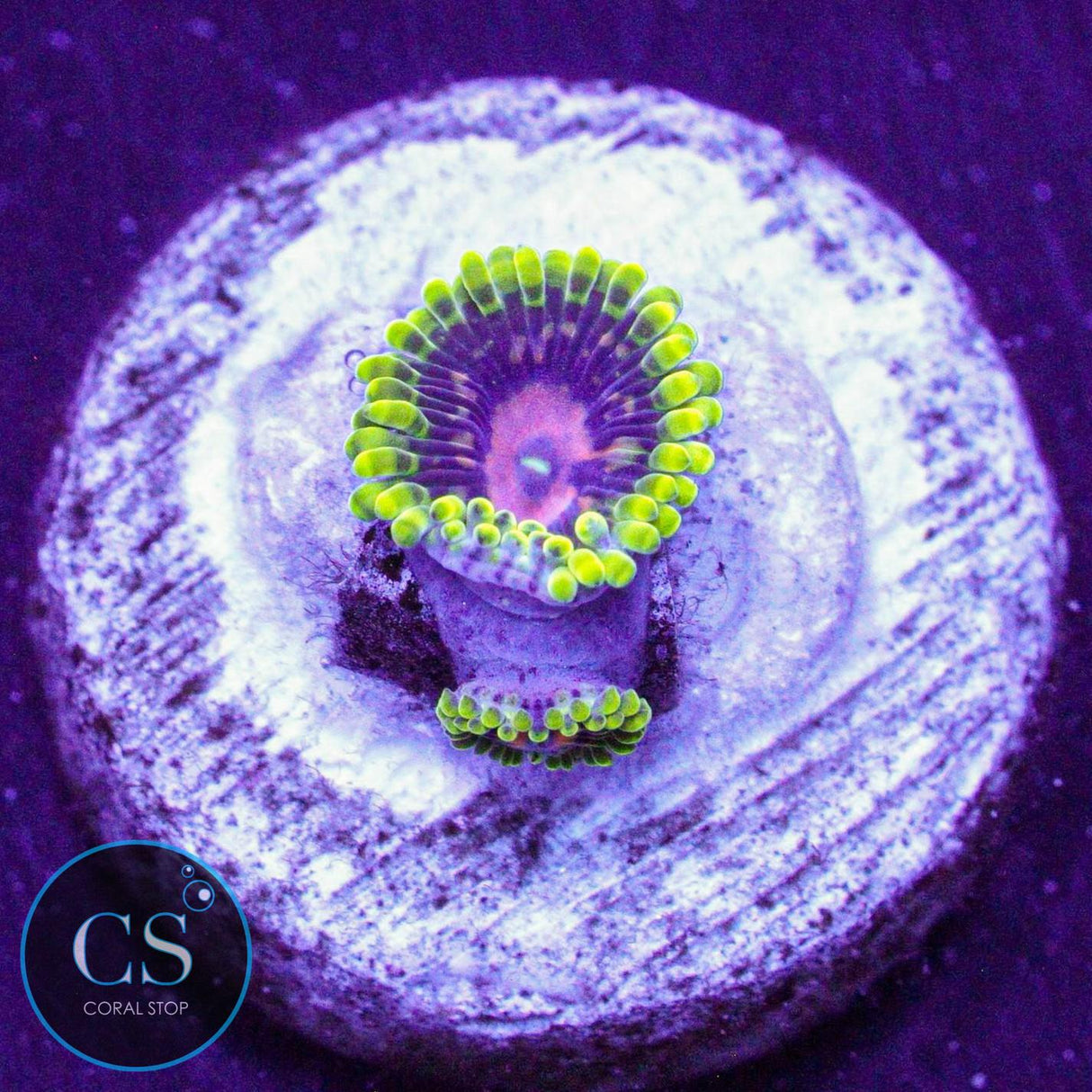 CC Scarlet Fever Zoa