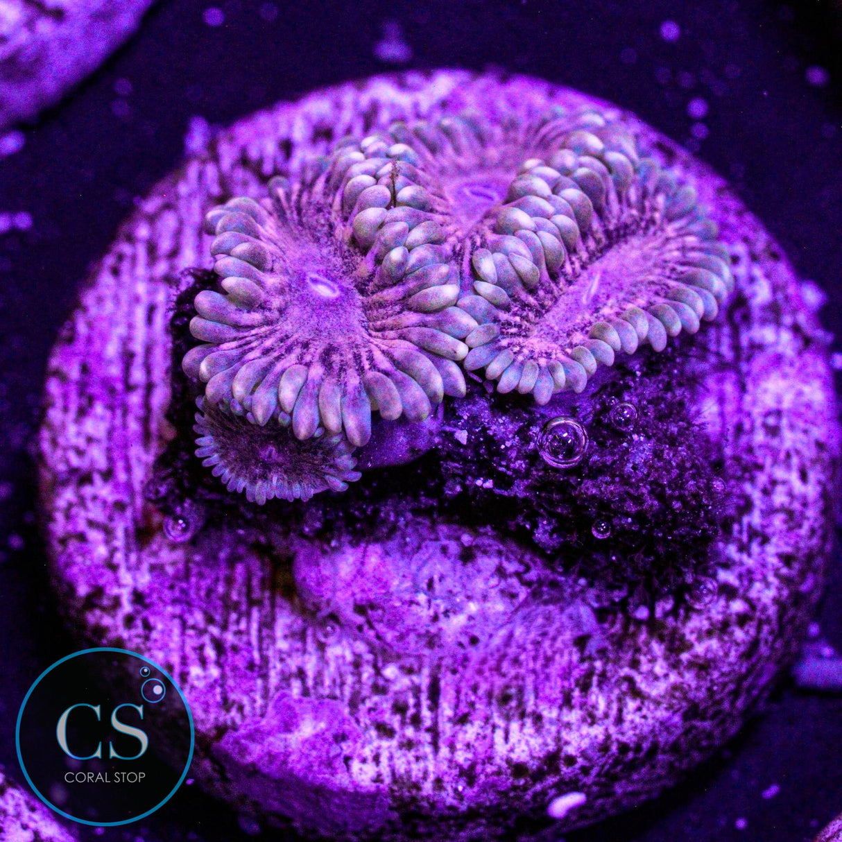 Guano Zoa