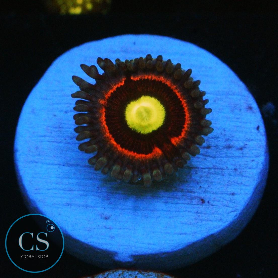 PINK RING OF DEATH ZOA