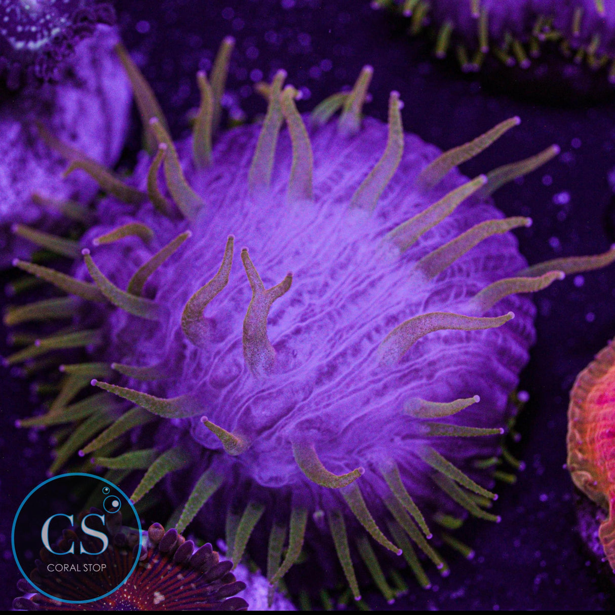Rainbow Diaseris Plate
