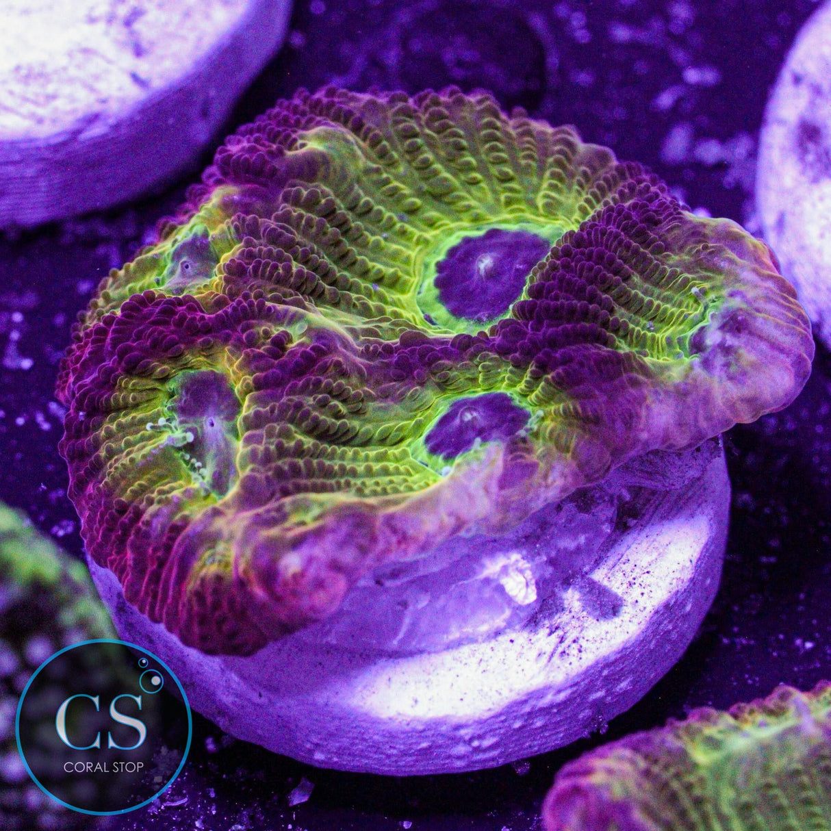 JF Spicy Lemon Favia