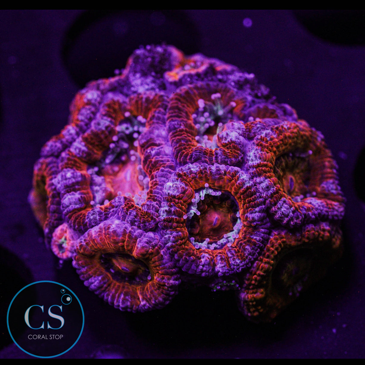 Rainbow Acan