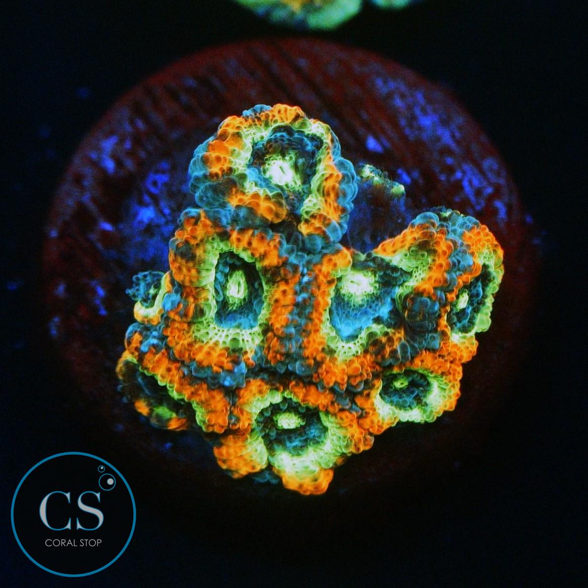 HOLY GRAIL MICROMUSSA