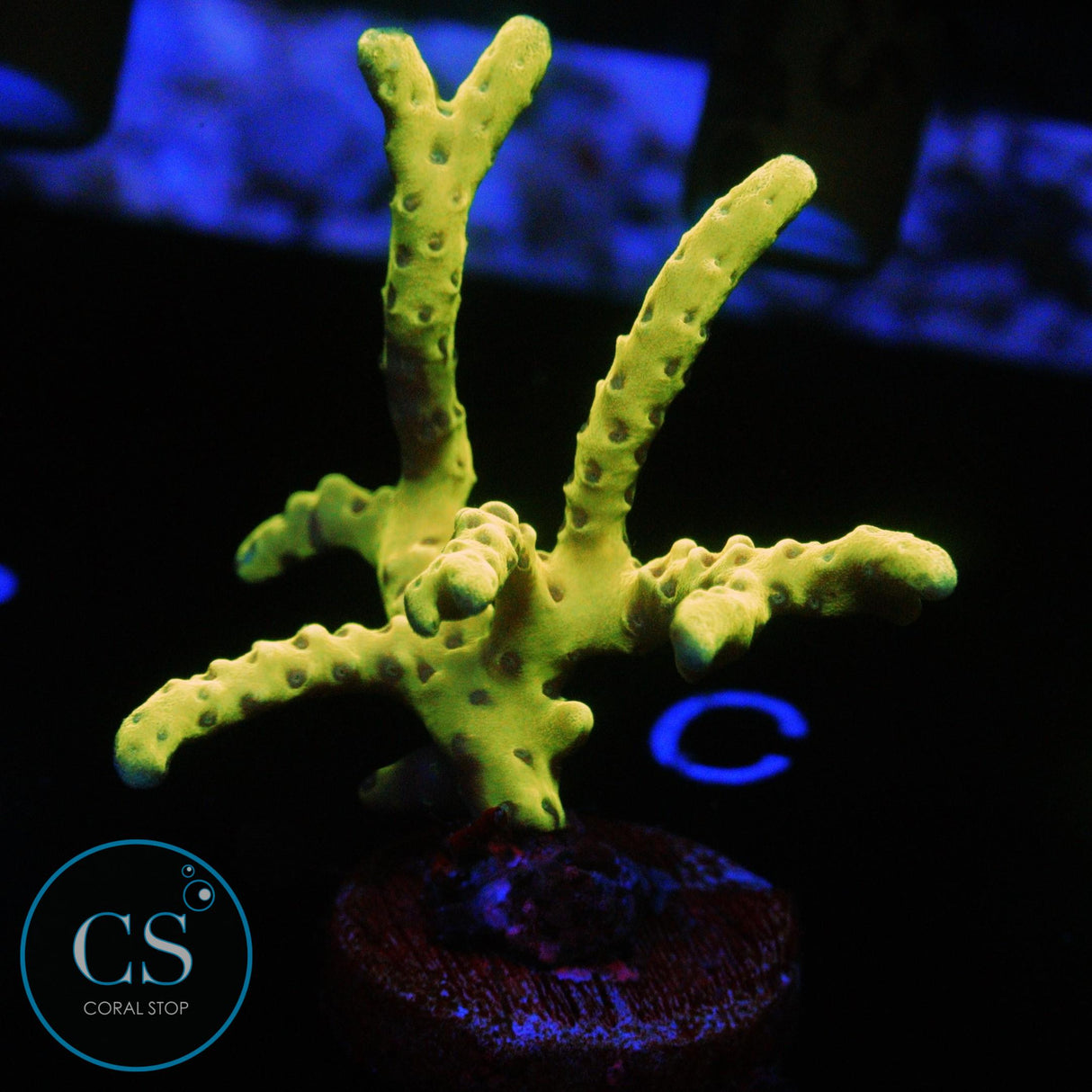GOLDENROD ANACROPORA