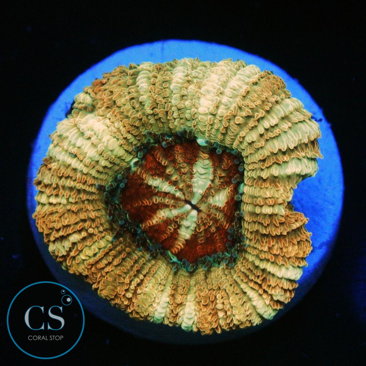 POT OF GOLD ASIAN ACAN