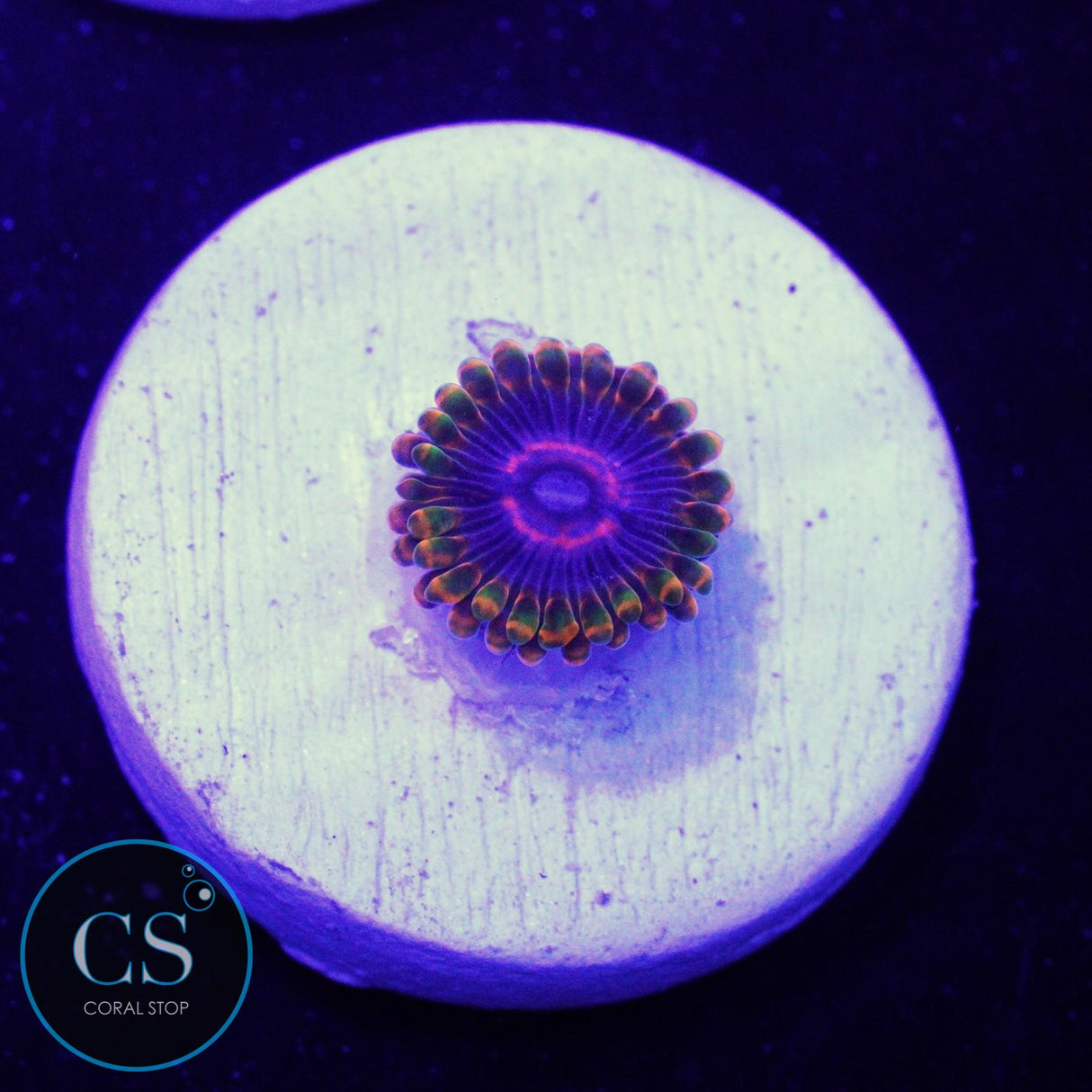 Jedi Mind Trick Zoa