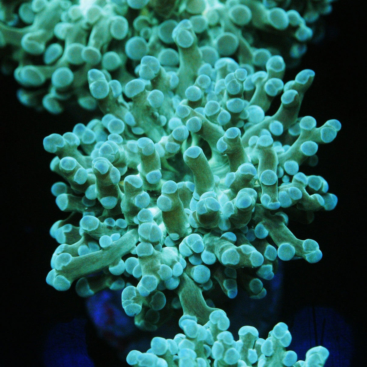 TURQUOISE FROGSPAWN