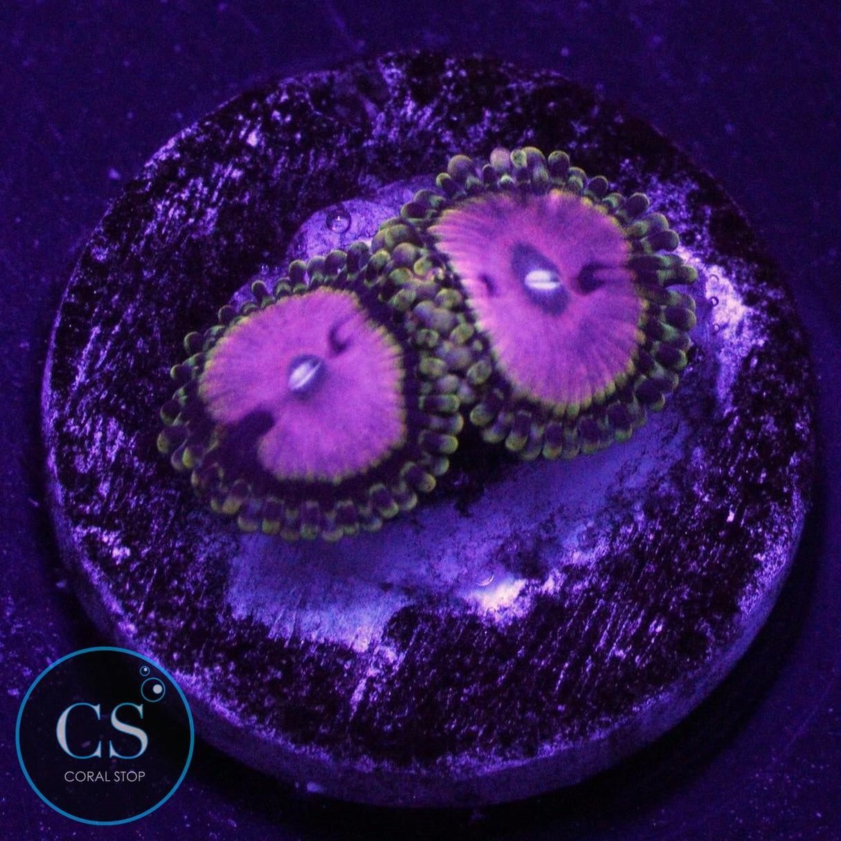 RR PINK DIAMOND ZOA