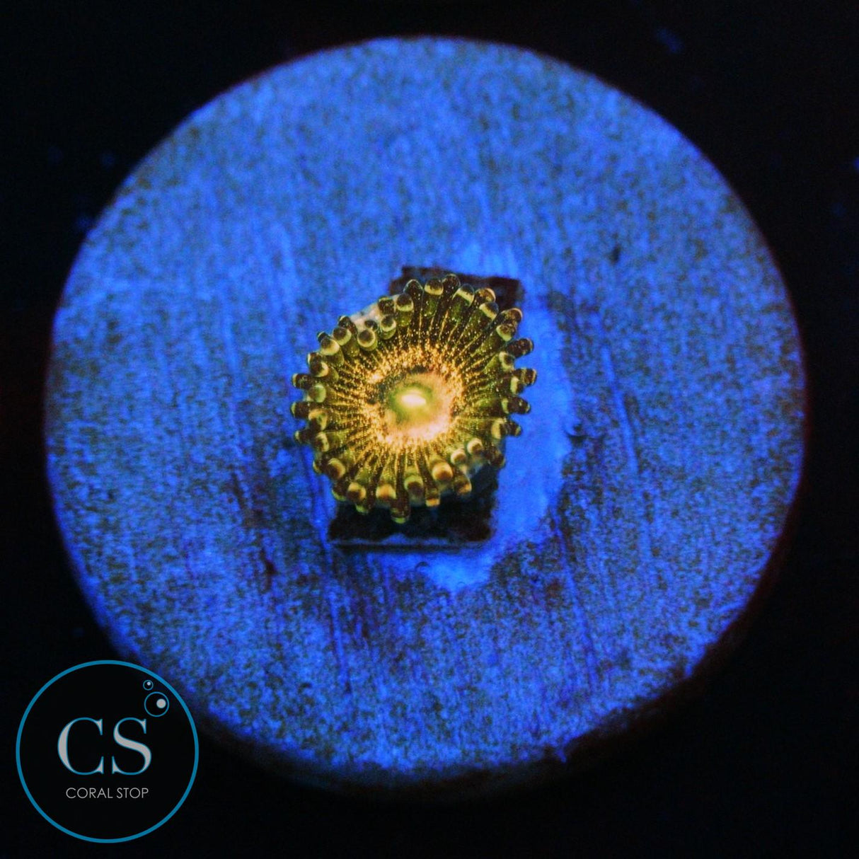 QUEEN KRAKATOA ZOA