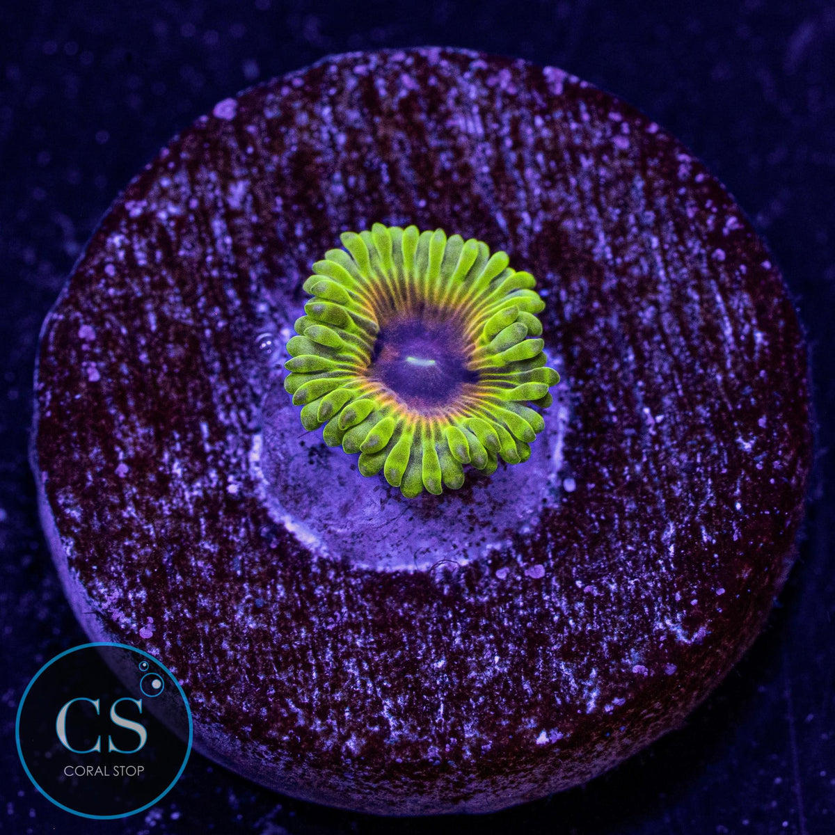 SBB Oscar The Grouch Zoa
