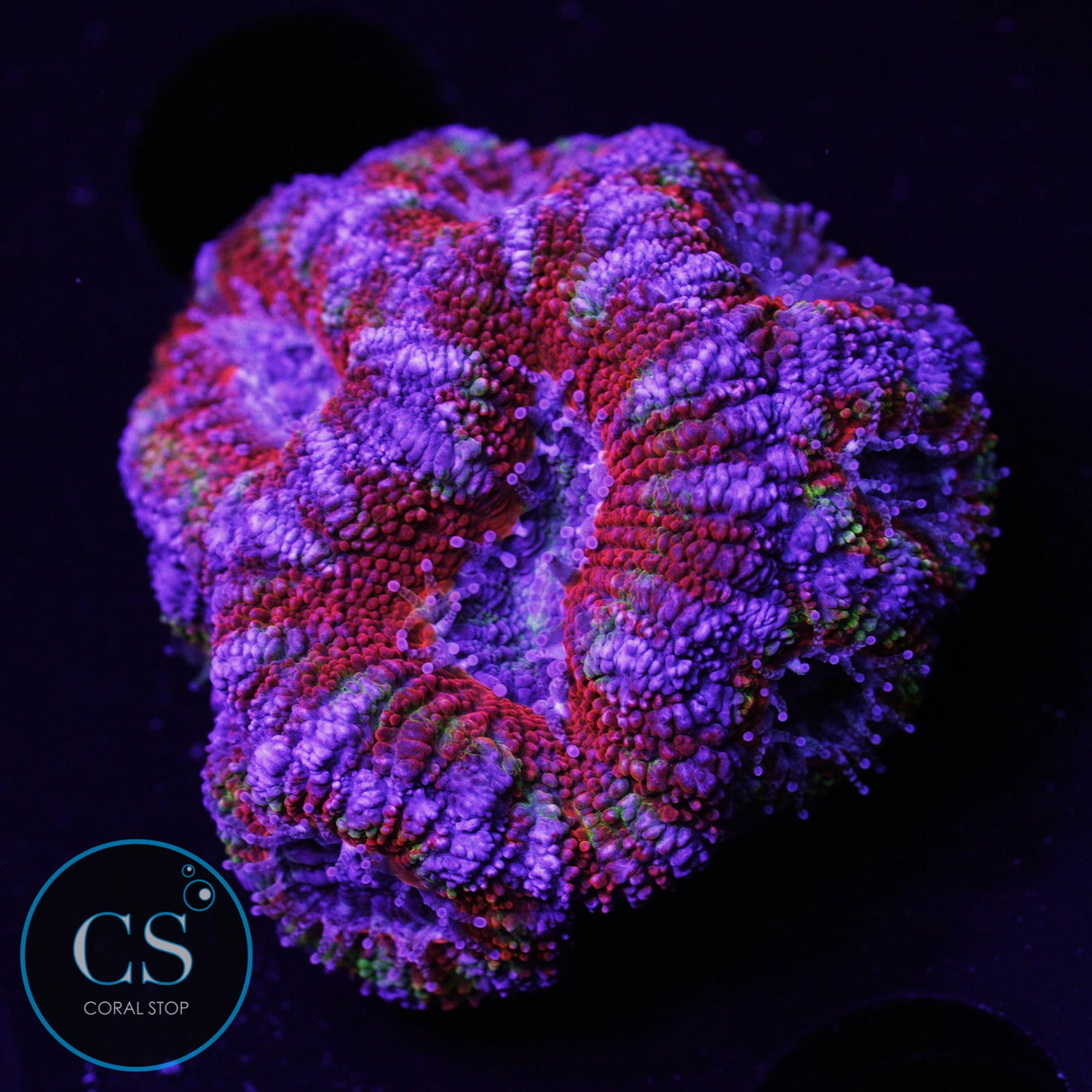 Ultra Rainbow Acan