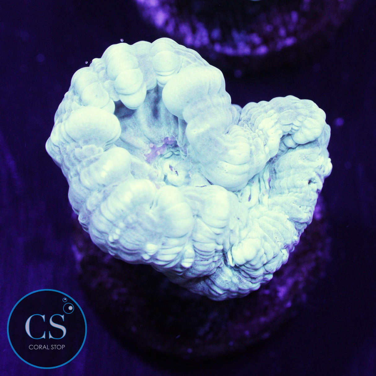 Turquoise Candy Cane