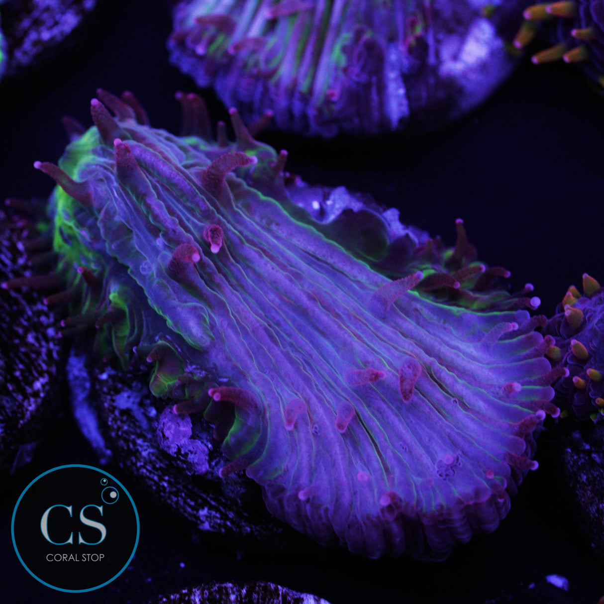 Flame Tip Diaseris Plate