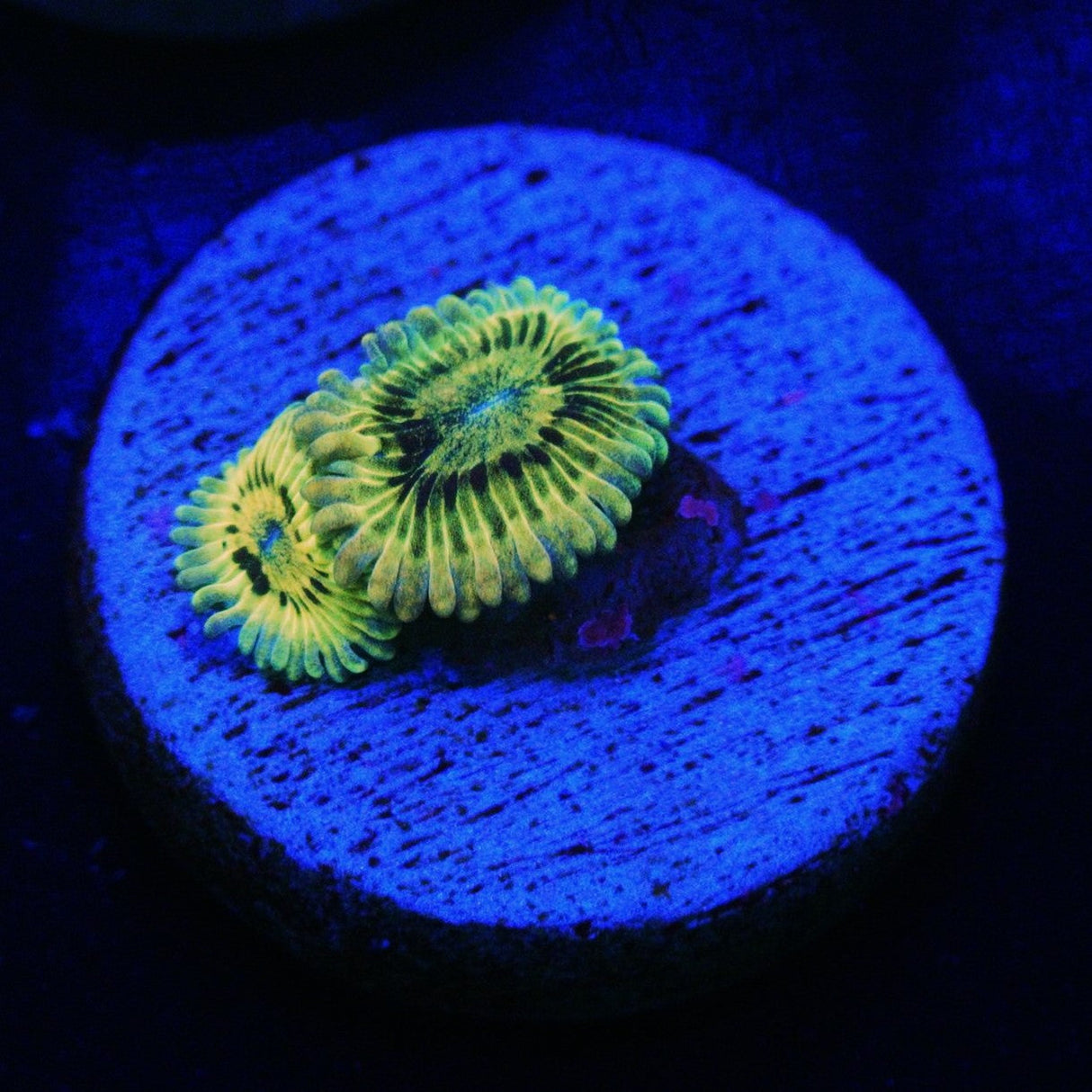 LEMONHEAD ZOA