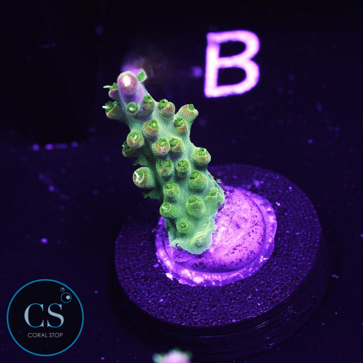RR Rainbow Loom Acro