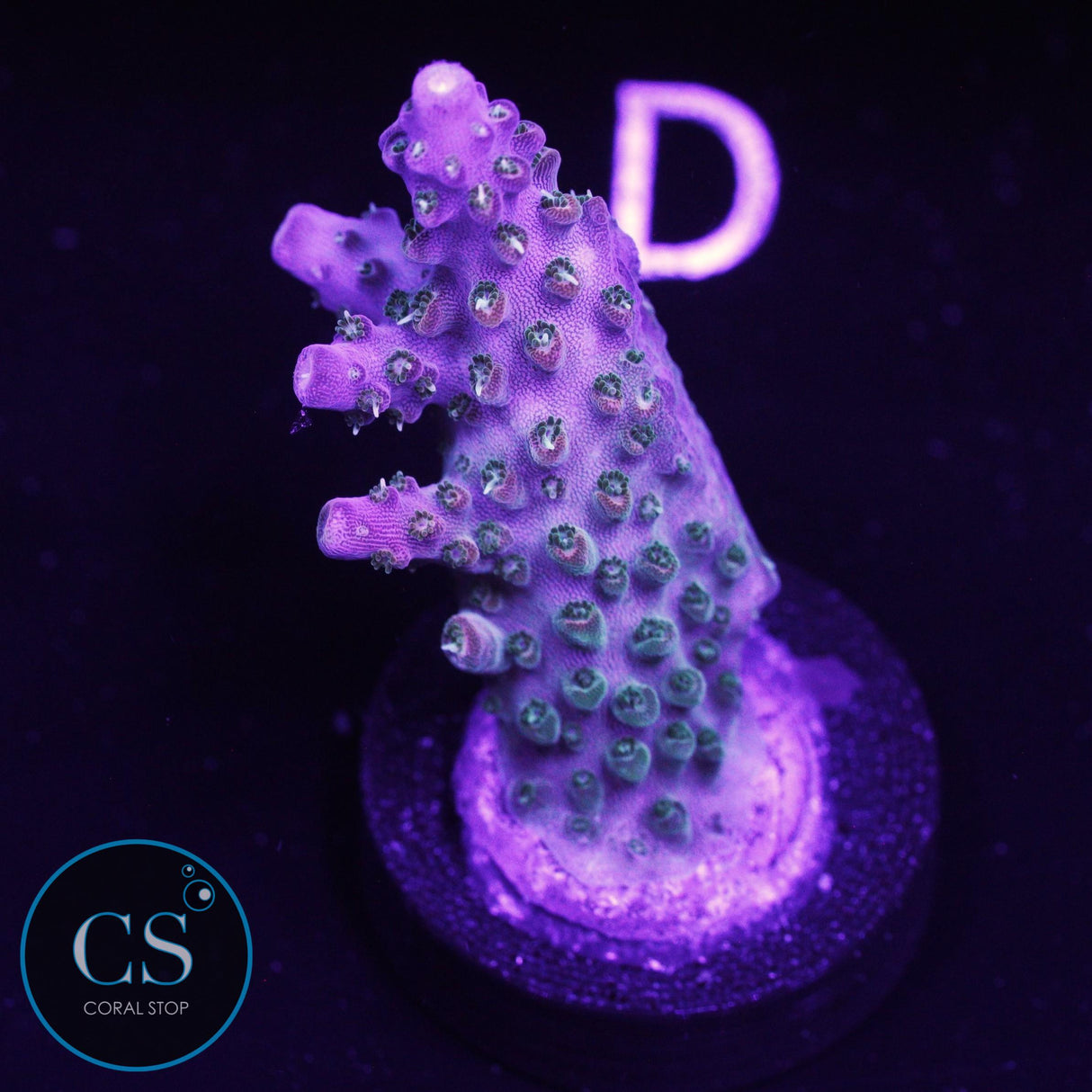 BC Bubble Bath Unicorn Acro