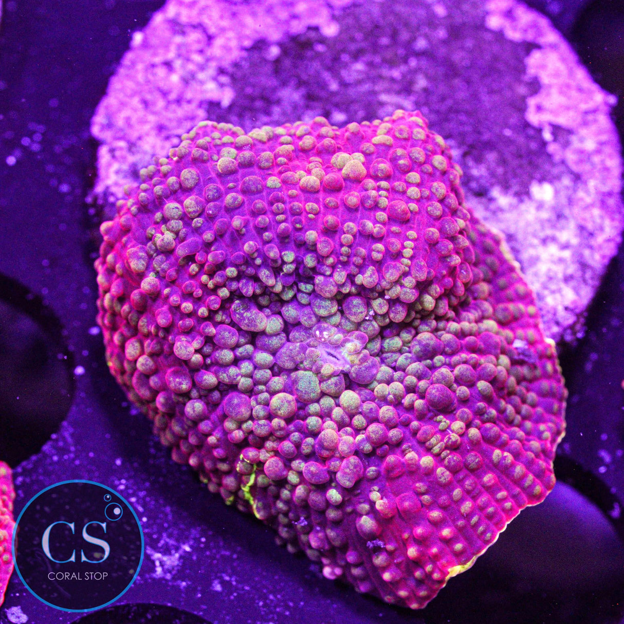 Bouncing Ultimate Jawbreaker Mushroom
