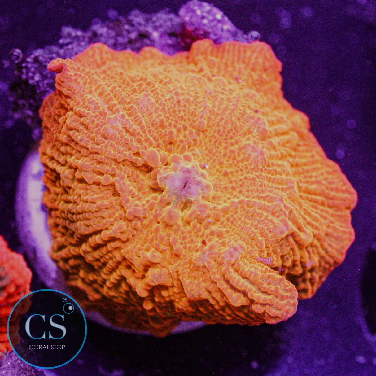 Poletti Jawbreaker Mushroom