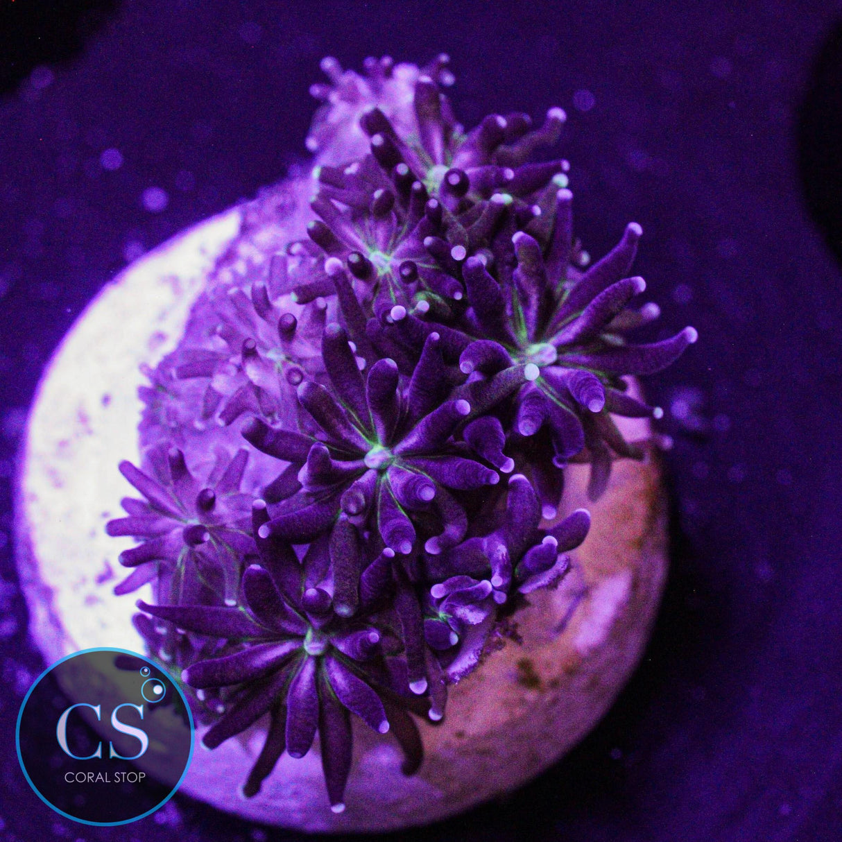 Bicolor Galaxea