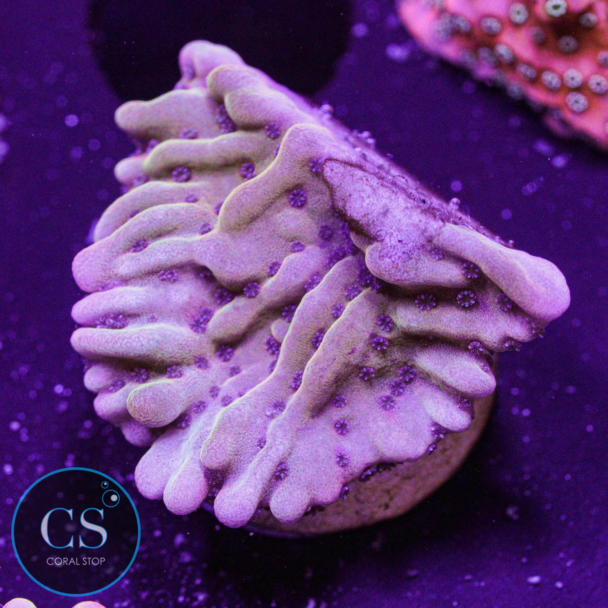 JF Scatter Brain Montipora