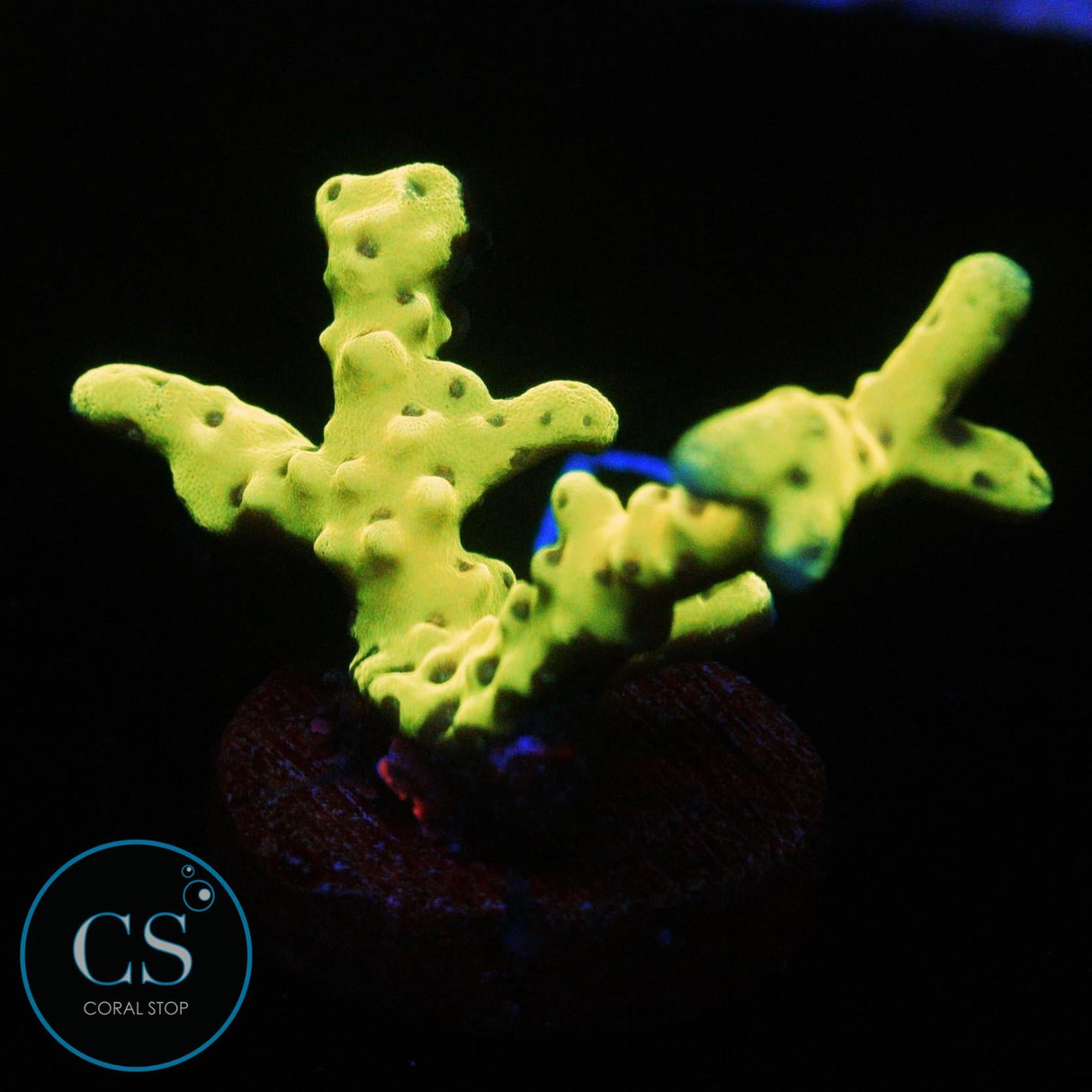 GOLDENROD ANACROPORA