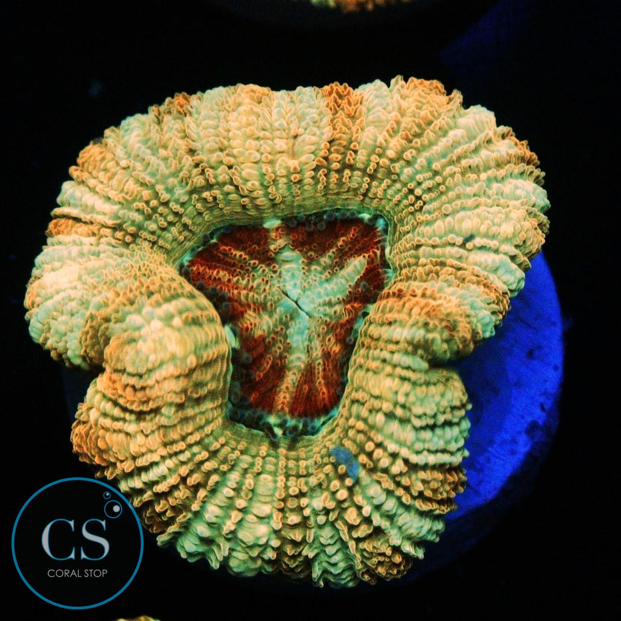 POT OF GOLD ASIAN ACAN
