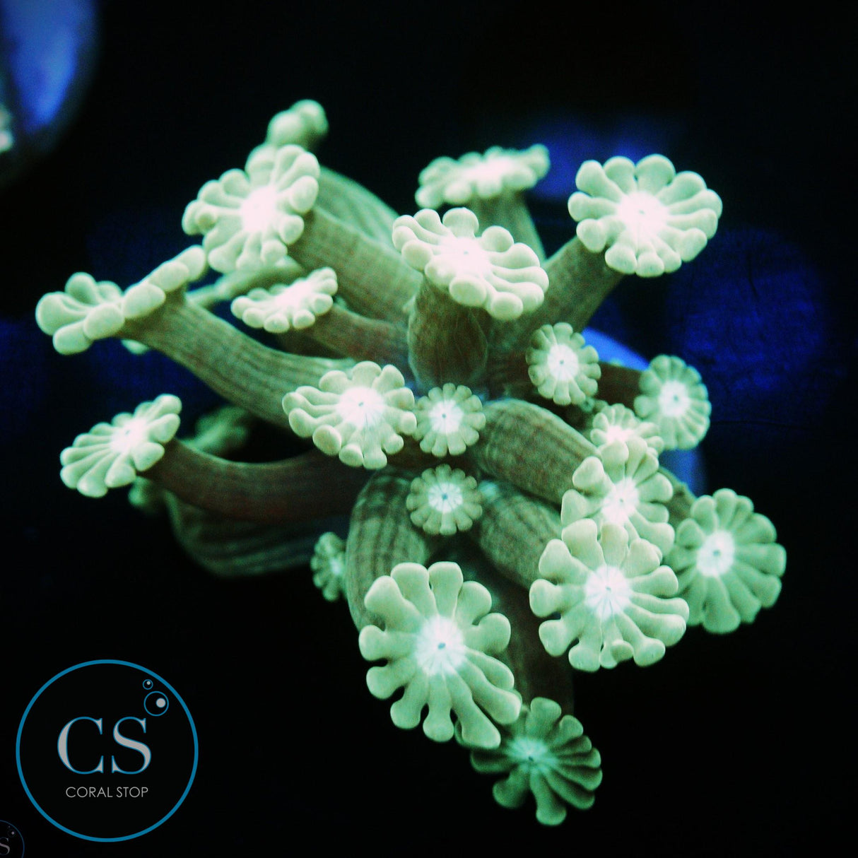 GREEN ALVEOPORA