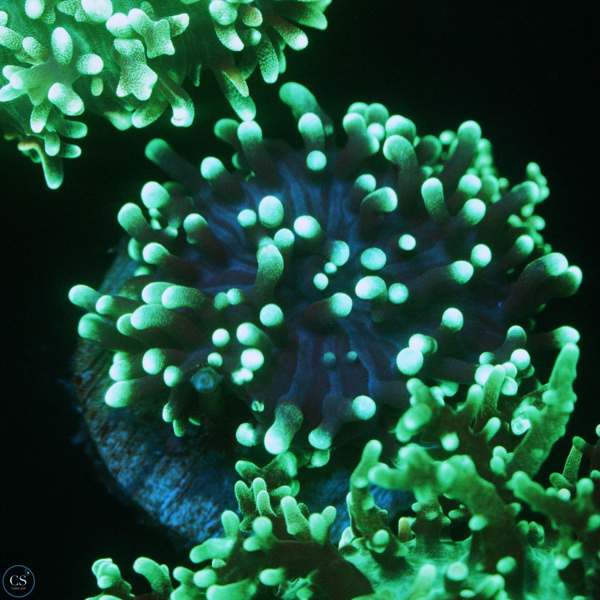 GREEN HAIRY MUSHROOM