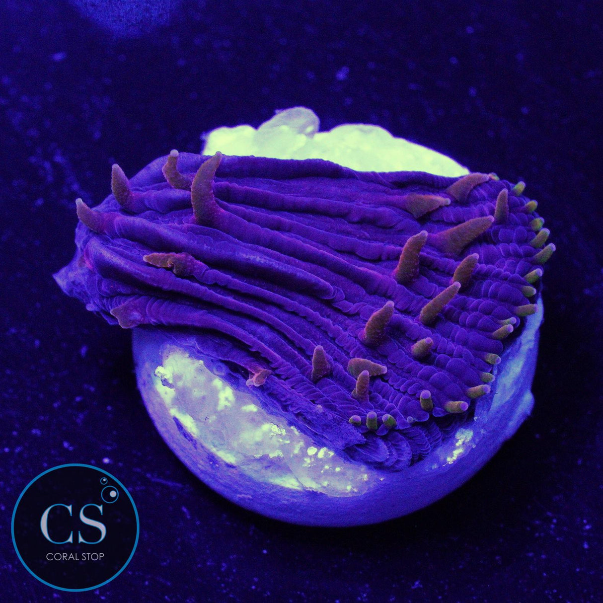 Rainbow Diaseris Plate