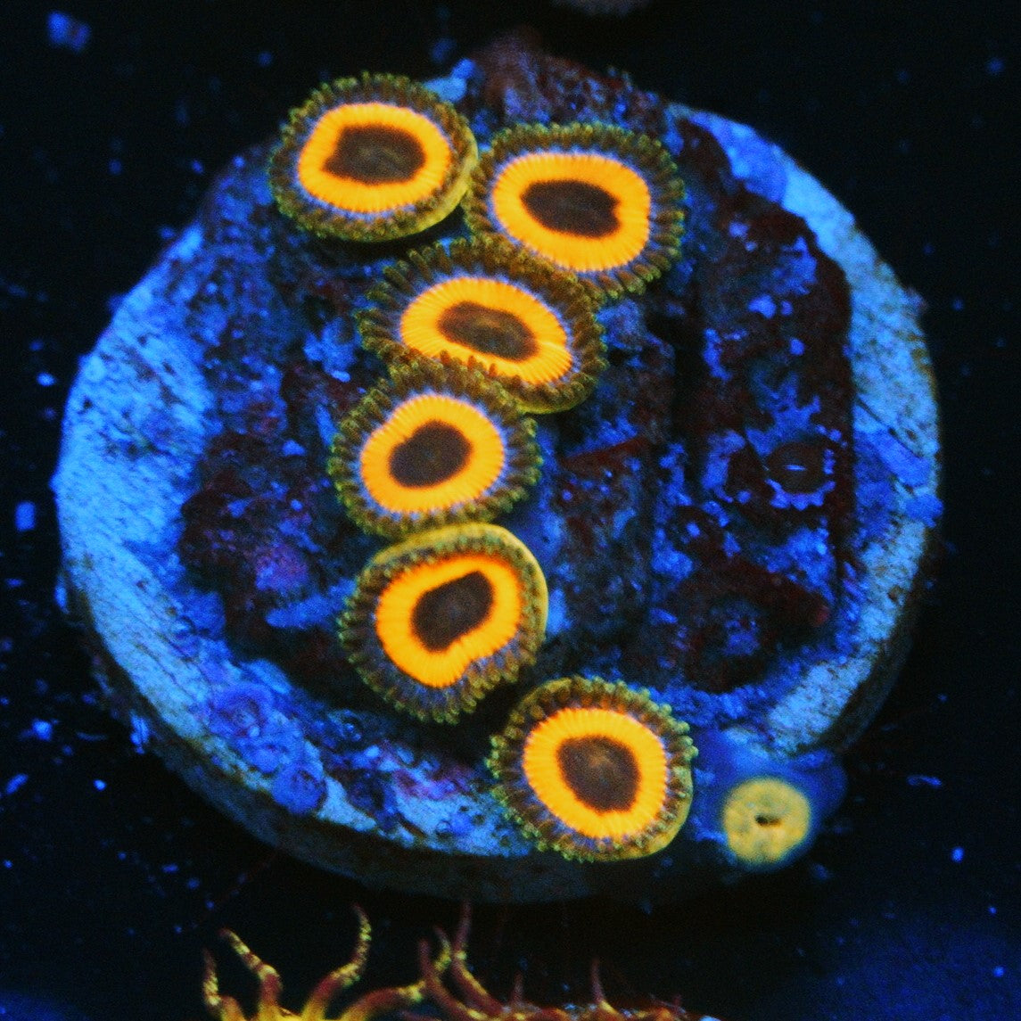 AUSSIE CHARGER ZOA