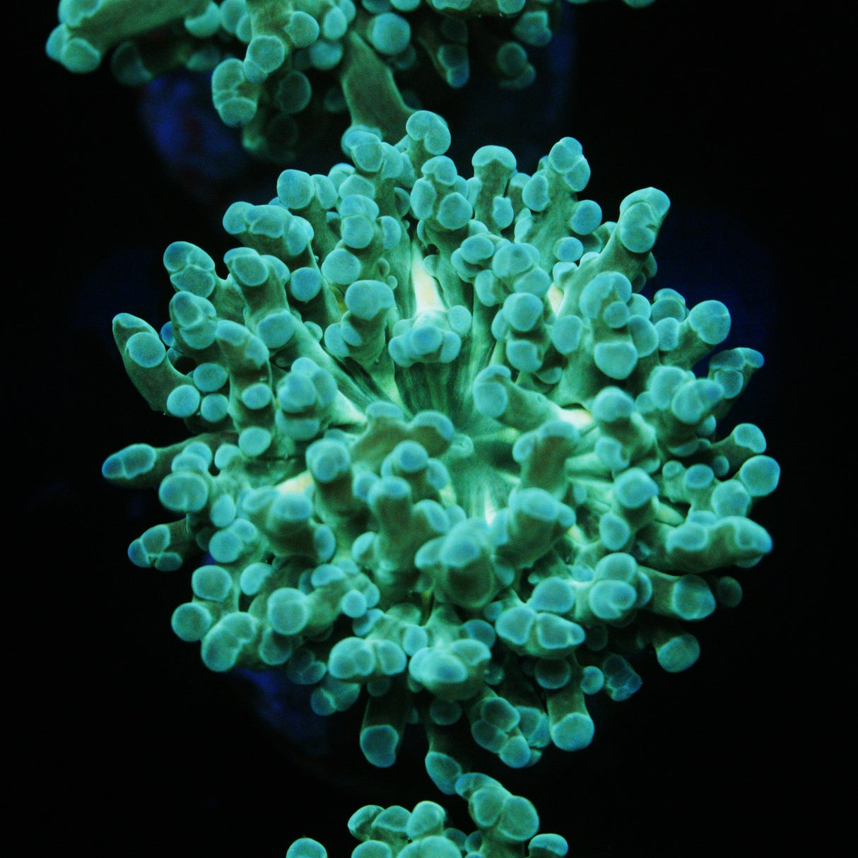 TURQUOISE FROGSPAWN