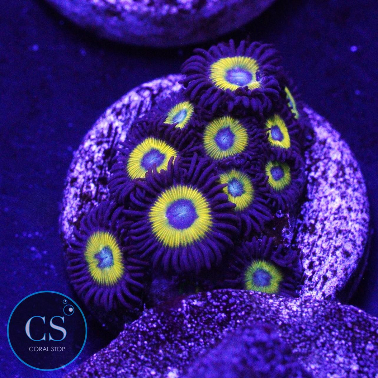 BELLADONNA ZOA